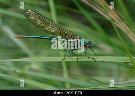 Weibliche westliche demoiselle oder gelbschwanzdemoiselle (Calopteryx-Xanthostom) Stockfoto