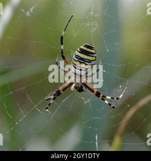 Wespenspinne (Argiope bruennichi) im Netz Stockfoto
