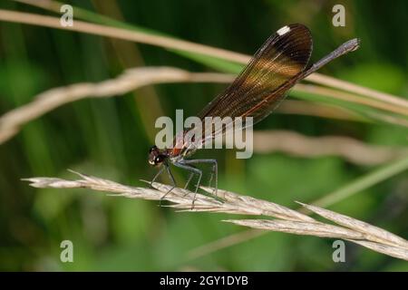 Weibliche Kupfer-demoiselle oder mediterrane demoiselle (Calopteryx haemorroidalis) Stockfoto