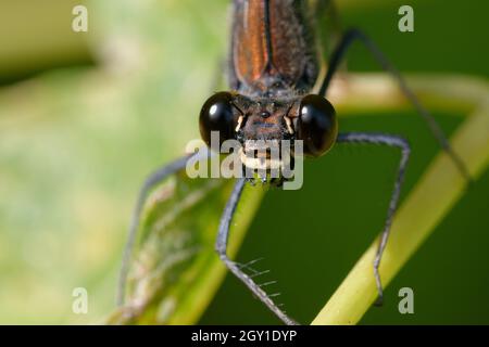 Weibliche Kupfer-demoiselle oder mediterrane demoiselle (Calopteryx haemorroidalis) Stockfoto