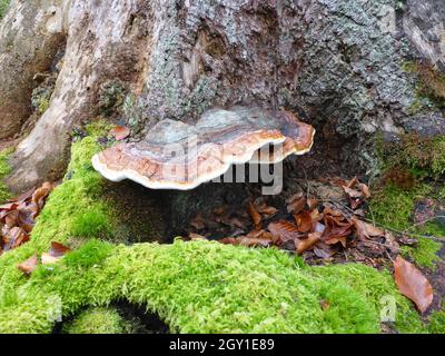 Rot gebänderten Polypore, Polypore Pilz / Fomitopsis Pinicola / Fichtenporling Stockfoto