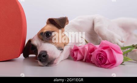 Ein süßer Hund liegt neben einer herzförmigen Schachtel und hält einen Strauß rosa Rosen auf weißem Grund. Geschenk zum Valentinstag Stockfoto