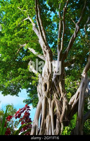 Vertikal von Baum aus verdrehten Ästen und üppig grünen Blättern Stockfoto