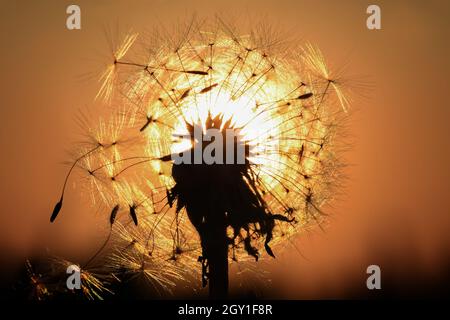 Löwenzahn auf der Wiese bei Sonnenlicht Hintergrund Stockfoto