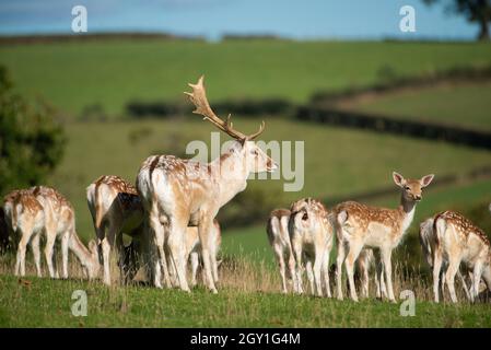 Milnthorpe, Cumbria, Großbritannien. Oktober 2021. Ein dominanter Damhirsch hat zu Beginn der Brunftzeit in Milnthorpe, Cumbria, ein wachsames Auge auf seine Hirsche. UK Credit: John Eveson/Alamy Live News Stockfoto