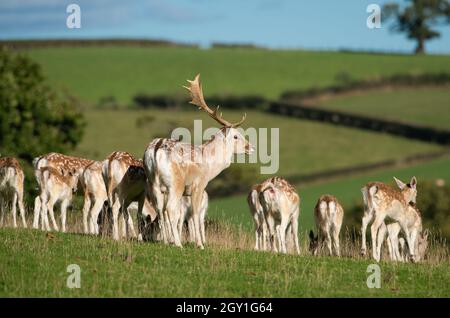 Milnthorpe, Cumbria, Großbritannien. Oktober 2021. Ein dominanter Damhirsch hat zu Beginn der Brunftzeit in Milnthorpe, Cumbria, ein wachsames Auge auf seine Hirsche. UK Credit: John Eveson/Alamy Live News Stockfoto