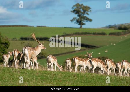 Milnthorpe, Cumbria, Großbritannien. Oktober 2021. Ein dominanter Damhirsch hat zu Beginn der Brunftzeit in Milnthorpe, Cumbria, ein wachsames Auge auf seine Hirsche. UK Credit: John Eveson/Alamy Live News Stockfoto