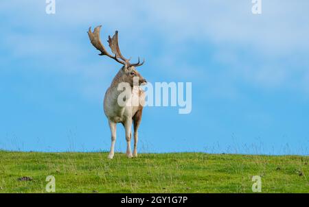 Milnthorpe, Cumbria, Großbritannien. Oktober 2021. Ein dominanter Damhirsch hat zu Beginn der Brunftzeit in Milnthorpe, Cumbria, ein wachsames Auge auf seine Hirsche. UK Credit: John Eveson/Alamy Live News Stockfoto