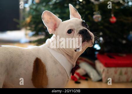 Porträt einer niedlichen jungen französischen Bulldogge in einer Fliege vor dem Weihnachtsbaum. Stockfoto