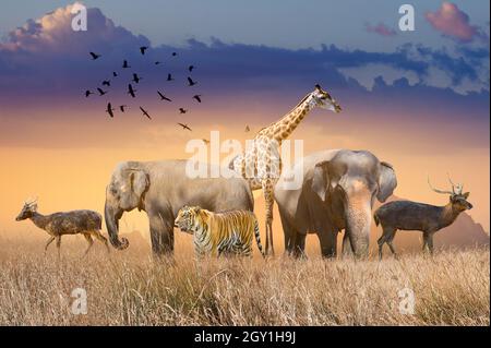 World Wildlife Day Gruppen von wilden Tieren wurden in großen Herden auf dem offenen Feld am Abend versammelt, als die goldene Sonne schien. Stockfoto