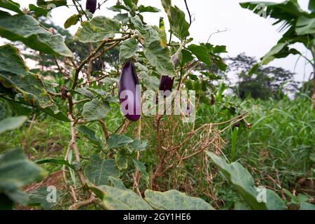 Frische Aubergine im Garten gepflanzt. Frische lila Aubergine Stockfoto