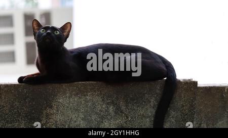 Die schwarze Katze sitzt an der Wand und schaut nach oben Stockfoto