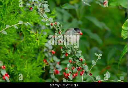 Eurasischer Schwarzmütze-Männchen im Herbst mit roter Cotoneaster-Beere im Schnabel. Unscharfer Hintergrund. Wissenschaftlicher Name: Sylvia atricapilla. Blick auf Forwa Stockfoto