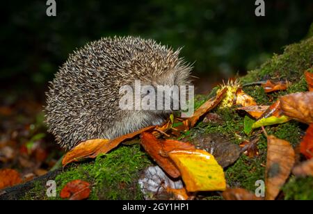 Igel, Wissenschaftlicher Name: Erinaceus Europaeus. Nahaufnahme eines wilden, einheimischen, europäischen Igels im Herbst, der in bunten Blättern und grünem Moos auf der Nahrungssuche ist. Stockfoto