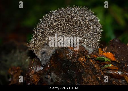 Igel, Wissenschaftlicher Name: Erinaceus Europaeus. Wilder, einheimischer europäischer Igel in der Dämmerung, der bei nassem Wetter auf einem gefallenen Baumstamm auf der linken Seite auf Nahrungssuche ist. Spa Stockfoto