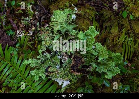 Oregon Lungwort, Lobaria oregana, Treppenhaus im Olympic National Park, Washington State, USA Stockfoto