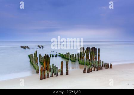 Reste von verwittertem Holzgroyne / Leistengras / Wellenbrecher am Strand von Rantum auf der Insel Sylt, Nordfriesland, Schleswig-Holstein, Deutschland Stockfoto