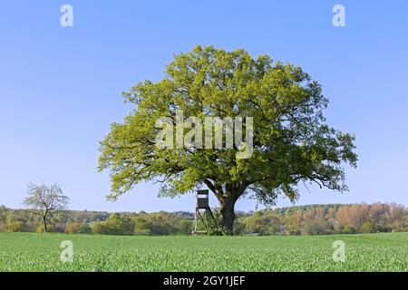 Erhöhtem Fell / Jagd blind / Hirschstand / Hirsch stehen unter englischer Eiche auf dem Feld im Frühjahr Stockfoto