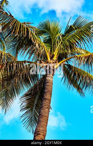 Vertikale Palme gegen hellblauen Himmel Stockfoto