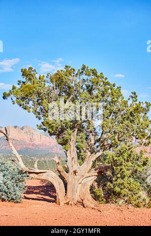 Wüstenbaum mit rotem Sand und blauem Himmel Stockfoto