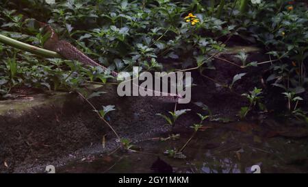 Eine der Schlangen kriecht Stockfoto
