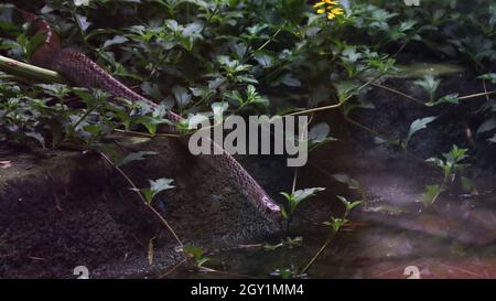 Eine der Schlangen kriecht Stockfoto