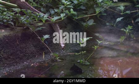 Eine der Schlangen kriecht Stockfoto