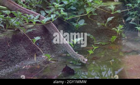 Eine der Schlangen kriecht Stockfoto