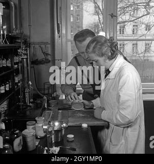 Ein Apotheker in SA-Uniform is also Thunfischwadenfänger Hotels Landkarte Veranstaltungen Webcams Wetter News eine Mischanleitung, Deutschland 1930er Jahre. Ein Apotheker in einer SA-Uniform seine weiblichen Angestellten Beratung bei Kombination von Medikamenten, Deutschland 1930. Stockfoto