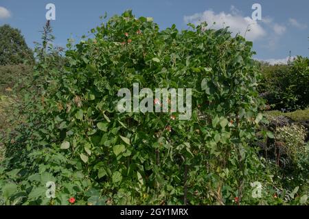 Haselstäbchen-Wigwam mit Sommerbesatz von selbst angebauten Bio-Runner-Bohnen (Phaseolus coccineus 'Festliche'), die in einem Gemüsegarten wachsen Stockfoto