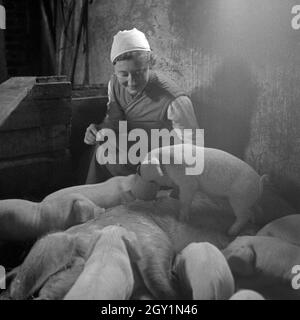 Eine Frau bei der Arbeit im Schweinestall im weiblichen Arbeitsdienst in Molkenberg bei Fürstenwalde, Deutschland 1930er Jahre. Eine Frau, die in der Schweinehaltung stabil bei den weiblichen Beschäftigten Gruppe von Molkenberg, Deutschland 1930. Stockfoto