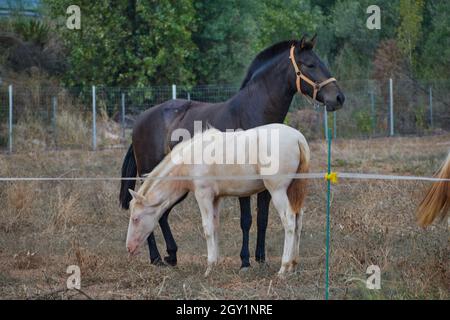 Black Horse und ihr junges braunes Fohlen grasen auf einer Wiese Stockfoto