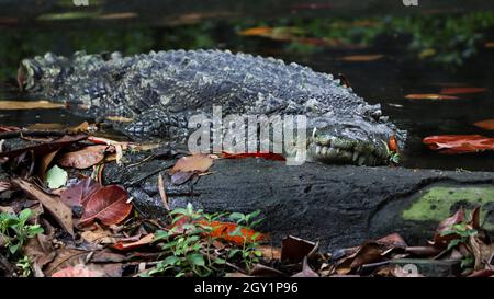 Eines der Krokodile liegt auf dem Boden Stockfoto