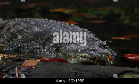 Eines der Krokodile liegt auf dem Boden Stockfoto