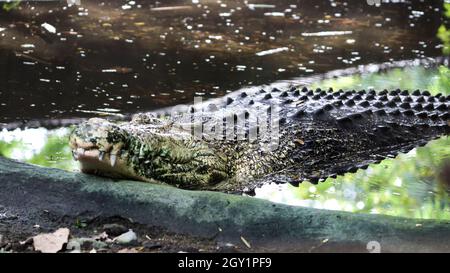 Eines der Krokodile liegt auf dem Boden Stockfoto