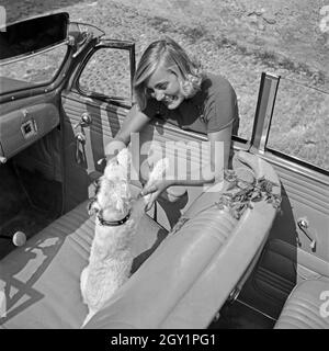 Eine Junge Frau Spielt Mit Einem Hund Im Besorgnis Wagen, 1930er Jahre Deutschland. Eine junge Frau spielt mit einem Welpen in einem offenen Wagen, Deutschland der 1930er Jahre. Stockfoto