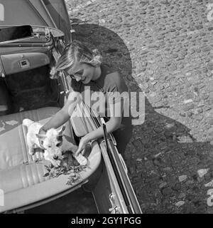 Eine Junge Frau Spielt Mit Einem Hund Im Besorgnis Wagen, 1930er Jahre Deutschland. Eine junge Frau spielt mit einem Welpen in einem offenen Wagen, Deutschland der 1930er Jahre. Stockfoto