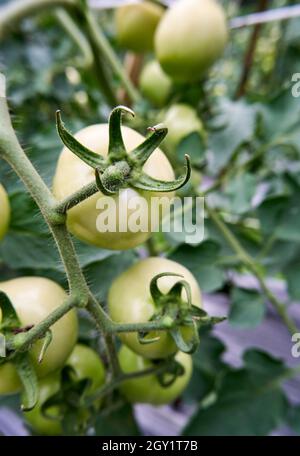 Frische grüne Tomaten wachsen im Garten. Strauß grüne Tomaten im Garten. Bereit, frische grüne Tomaten zu ernten. Stockfoto