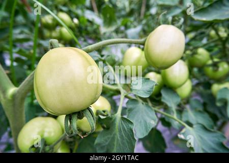 Frische grüne Tomaten wachsen im Garten. Strauß grüne Tomaten im Garten. Bereit, frische grüne Tomaten zu ernten. Stockfoto