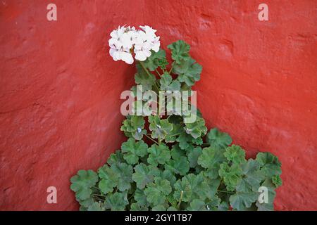 Strauch von weißer Efeu-Geranie (Pelargonium) an der Roten Steinwand Stockfoto