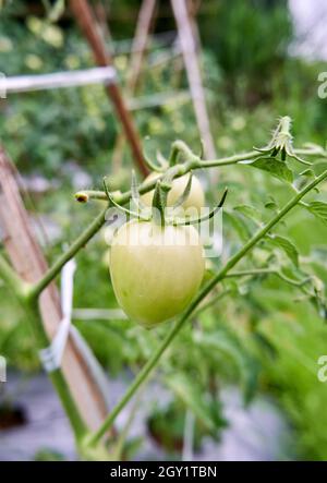 Frische grüne Tomaten wachsen im Garten. Strauß grüne Tomaten im Garten. Bereit, frische grüne Tomaten zu ernten. Stockfoto