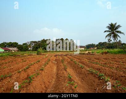 Ein neuer Süßkartoffelgarten wurde gepflanzt, der Hintergrund der grünen Bäume am Nachmittag. Stockfoto