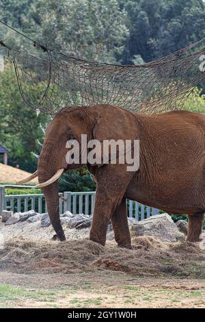 Elefant im Colchester Zoo Stockfoto