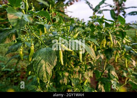 Reife grüne Chilischoten bereit zur Ernte sind im Garten. Chili ist bereit für die Ernte. Stockfoto