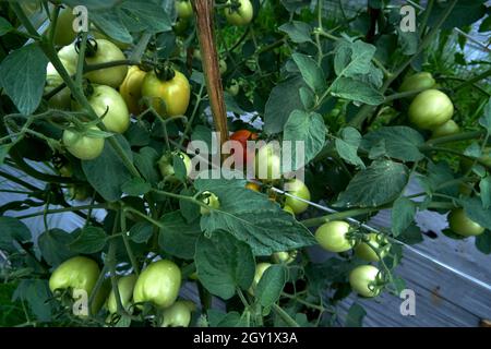 Ein paar frische grüne Tomaten im Garten. Stockfoto