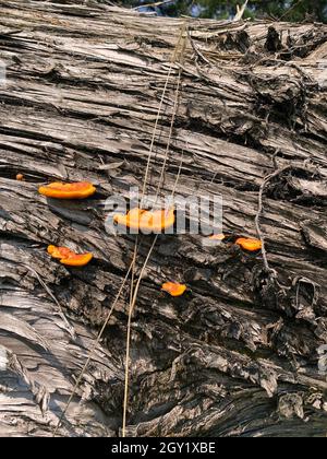 Pilze in natura. Essbare und sogar giftige Pilze haben positive ökologische Funktionen für den Wald und die Umwelt. Stockfoto