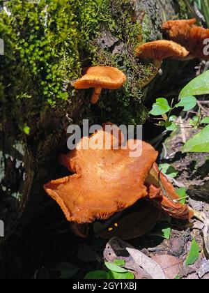 Pilze in natura. Essbare und sogar giftige Pilze haben positive ökologische Funktionen für den Wald und die Umwelt. Stockfoto