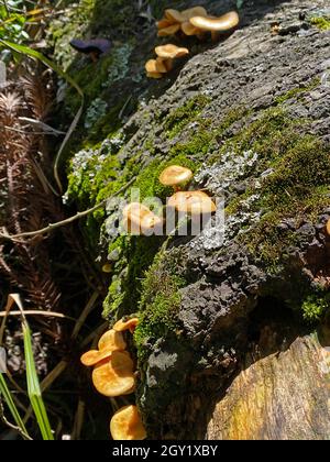 Pilze in natura. Essbare und sogar giftige Pilze haben positive ökologische Funktionen für den Wald und die Umwelt. Stockfoto