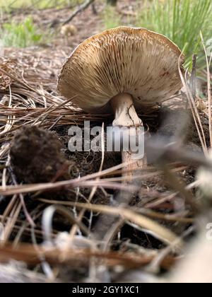 Pilze in natura. Essbare und sogar giftige Pilze haben positive ökologische Funktionen für den Wald und die Umwelt. Stockfoto