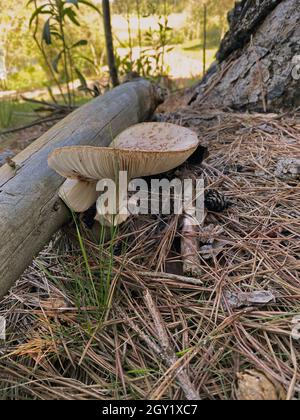 Pilze in natura. Essbare und sogar giftige Pilze haben positive ökologische Funktionen für den Wald und die Umwelt. Stockfoto